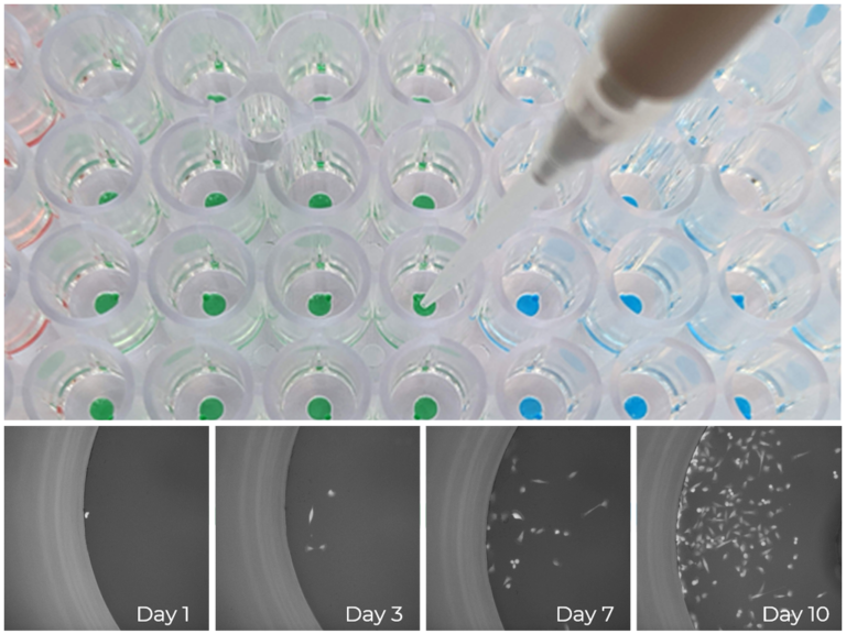 1CellPlate-96well - Image 3