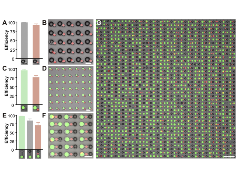 Cell Pairing Plate - Image 3